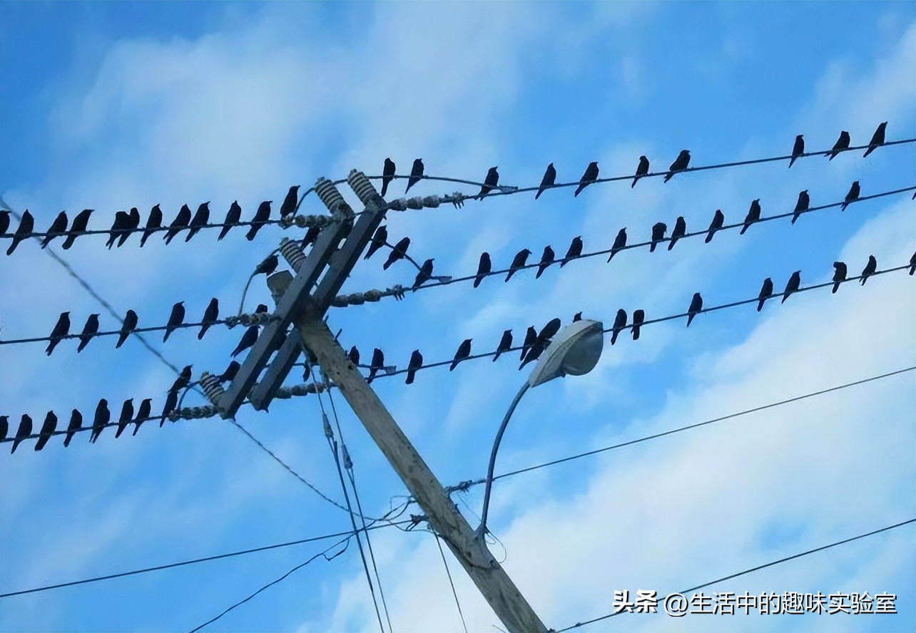 鸟为什么在雨中淋雨,为什么鸟儿下雨要低飞