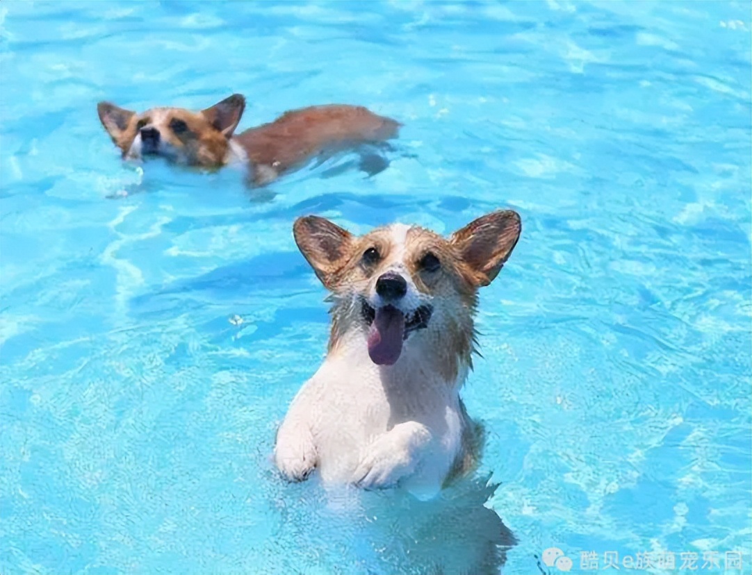 酷贝现在怎样了,你踩过坑吗测试