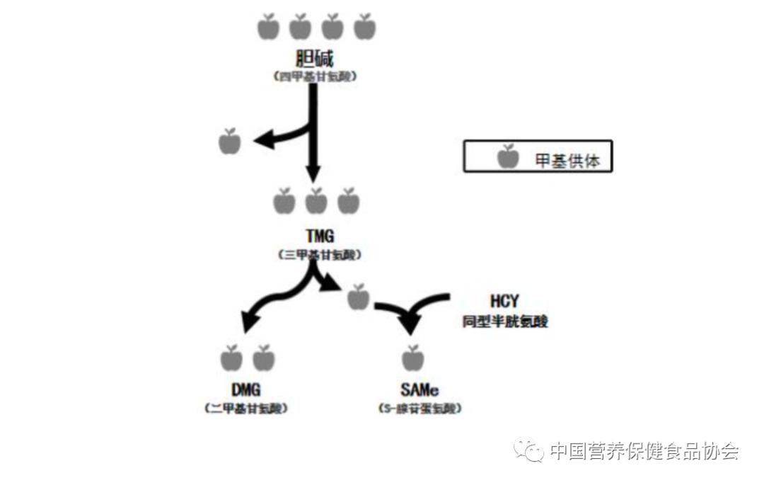 系列原创|一场“同型半胱氨酸革命”开创了个性化营养素补充新时代（八）
