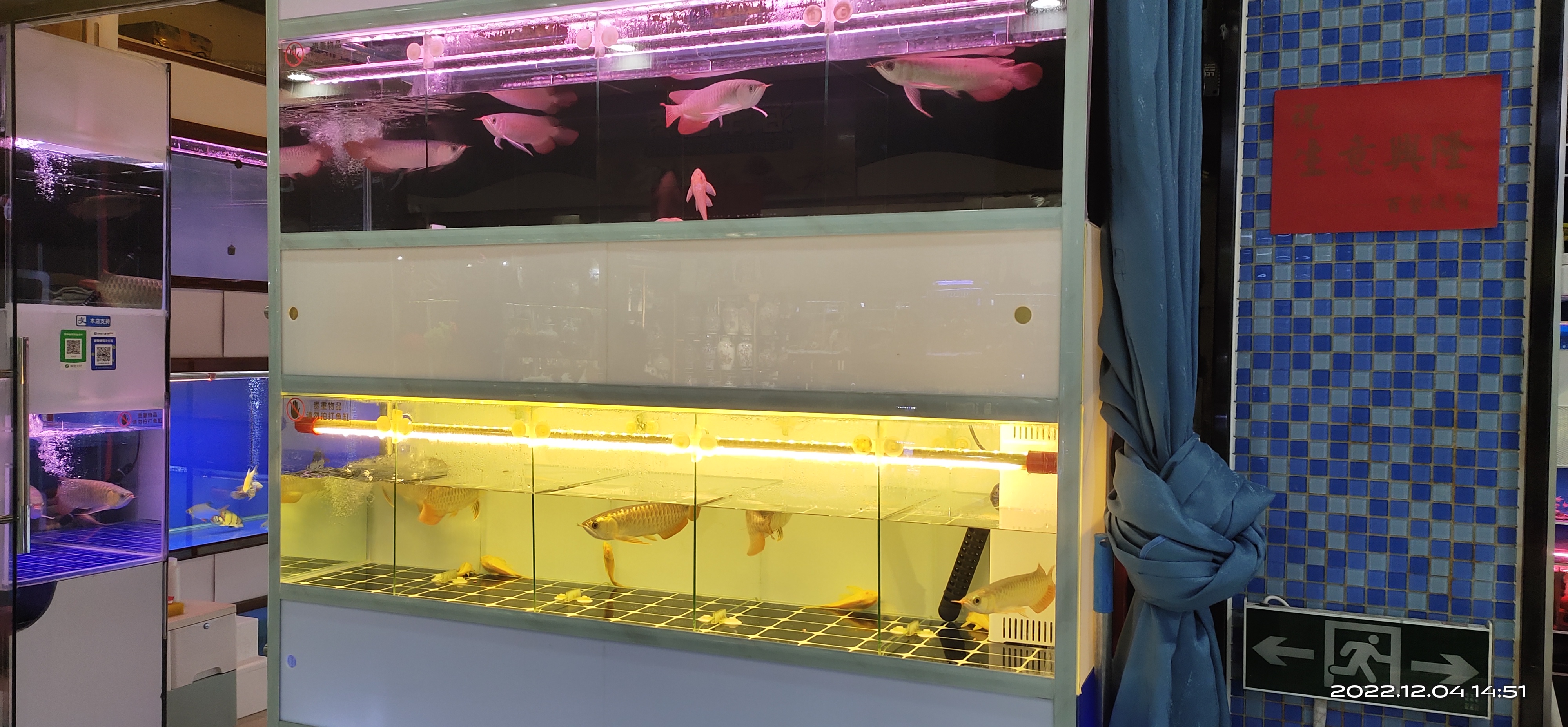 盘点观赏鱼市场,为啥今年的观赏鱼市场这么贵呀