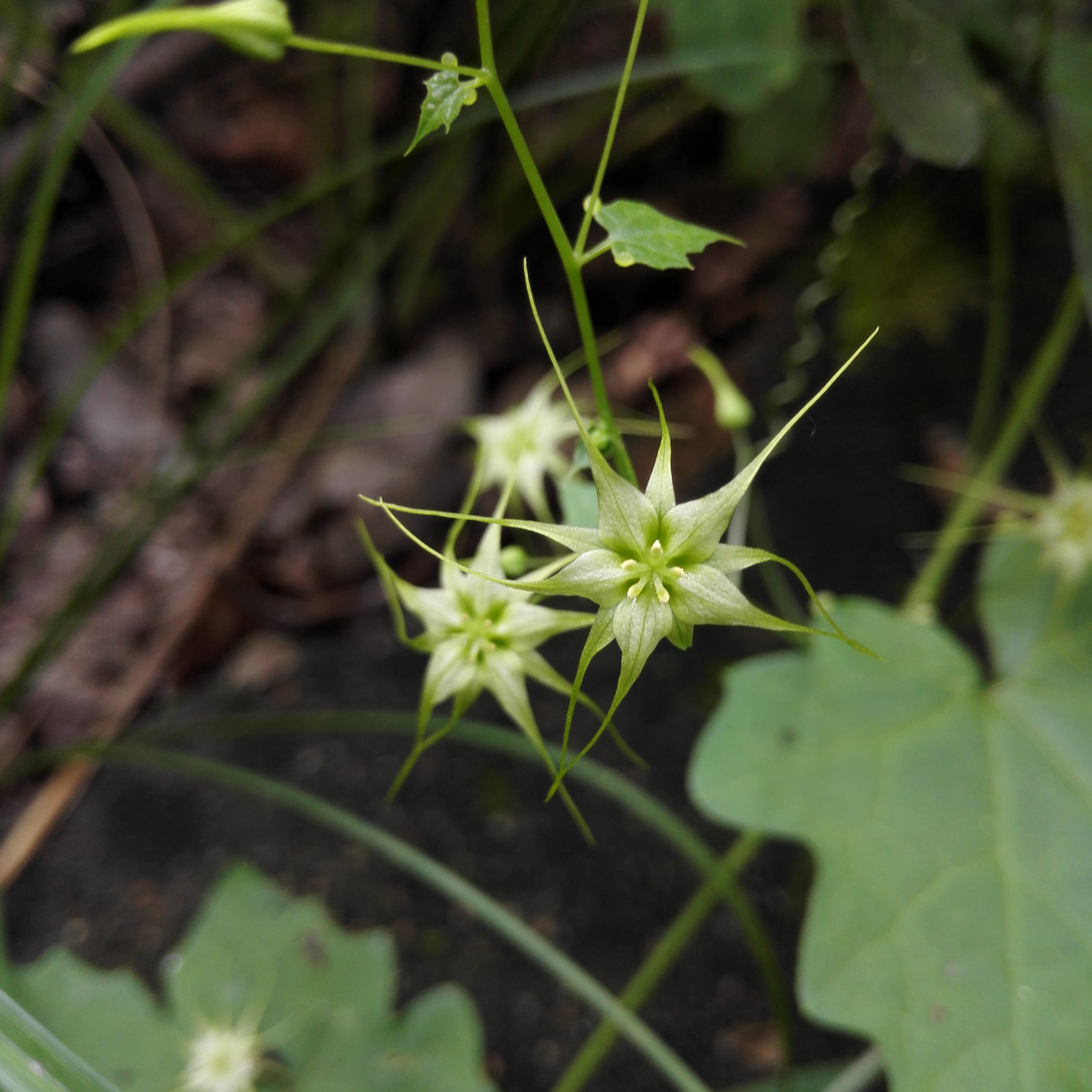 土贝母是什么味,土贝母植物果实照片