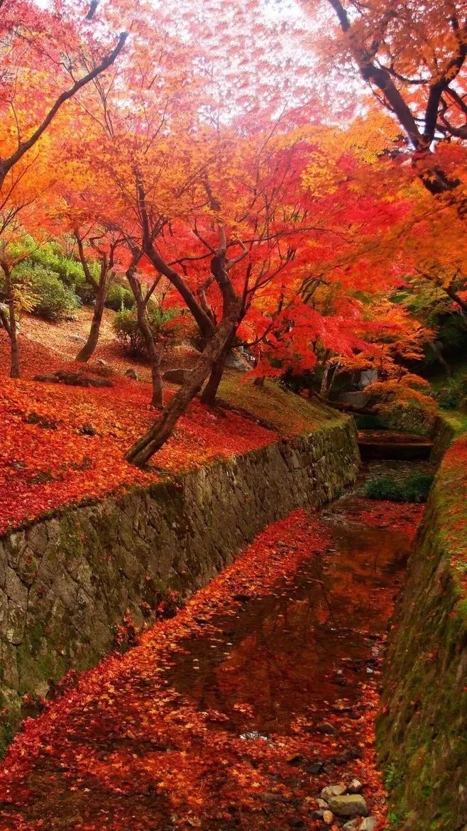 写秋天的绝美诗词一叶知秋,秋天的美文诗词欣赏