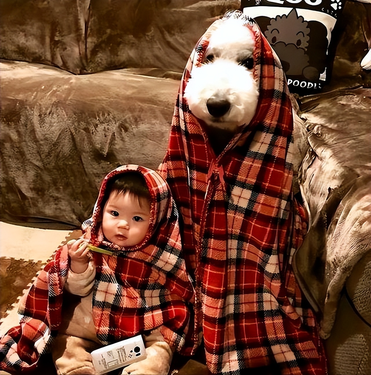 狗狗为什么会把自己当成小孩子,狗狗把自己当人了