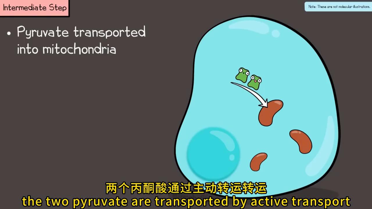 CellularRespiration,UPDATED细胞呼吸#动画