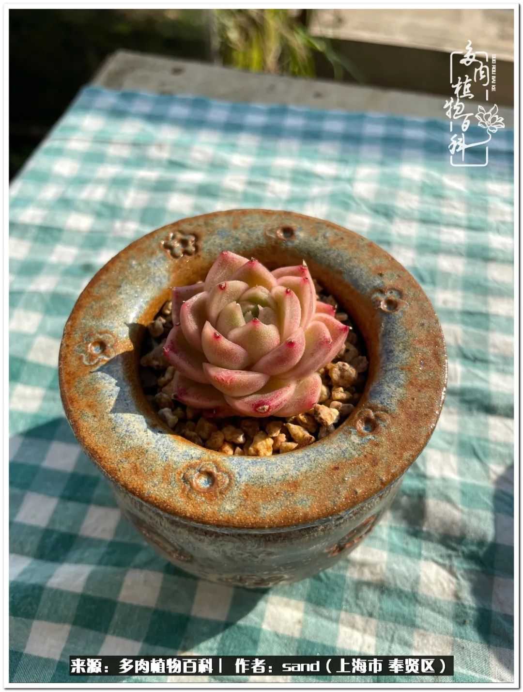 养点花草给生活添点乐趣,养点花花草草心情自然会好