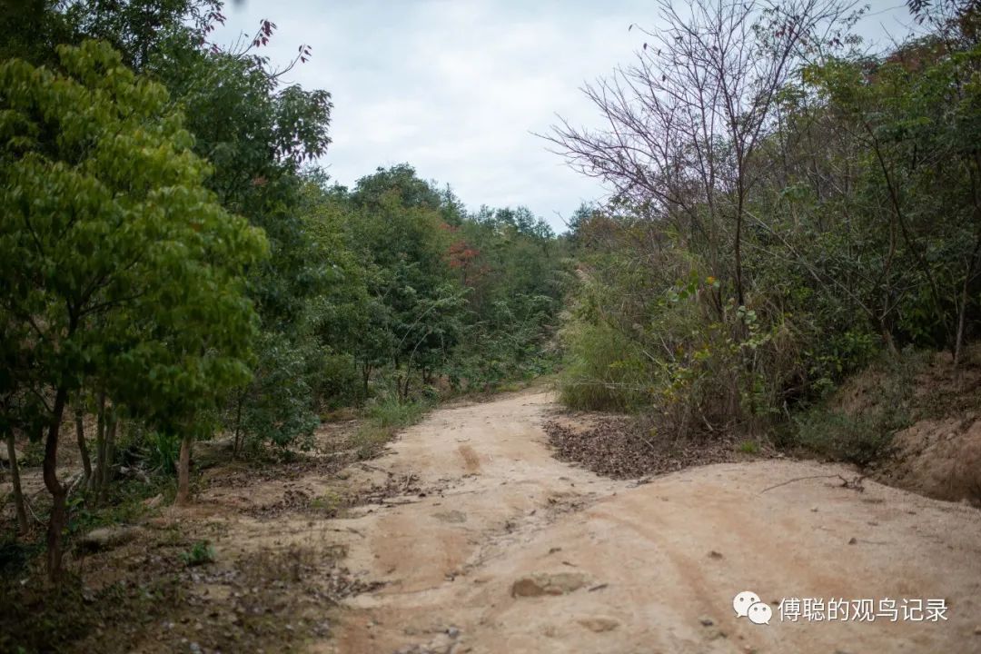 厦门天竺山森林公园旅游攻略,厦门天竺山森林公园步道