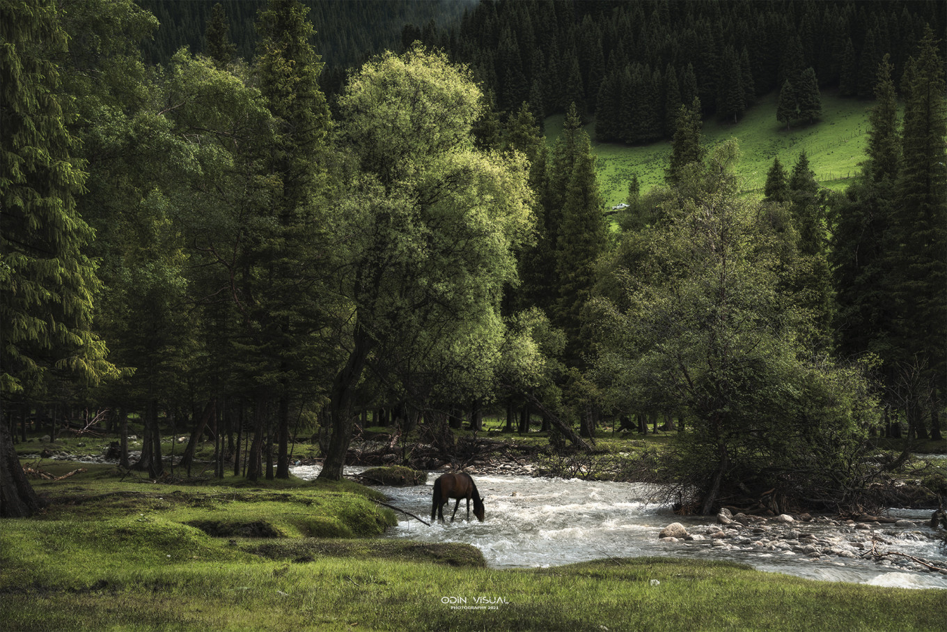 新疆伊犁之美,走了一圈才发现世界万物远不及你