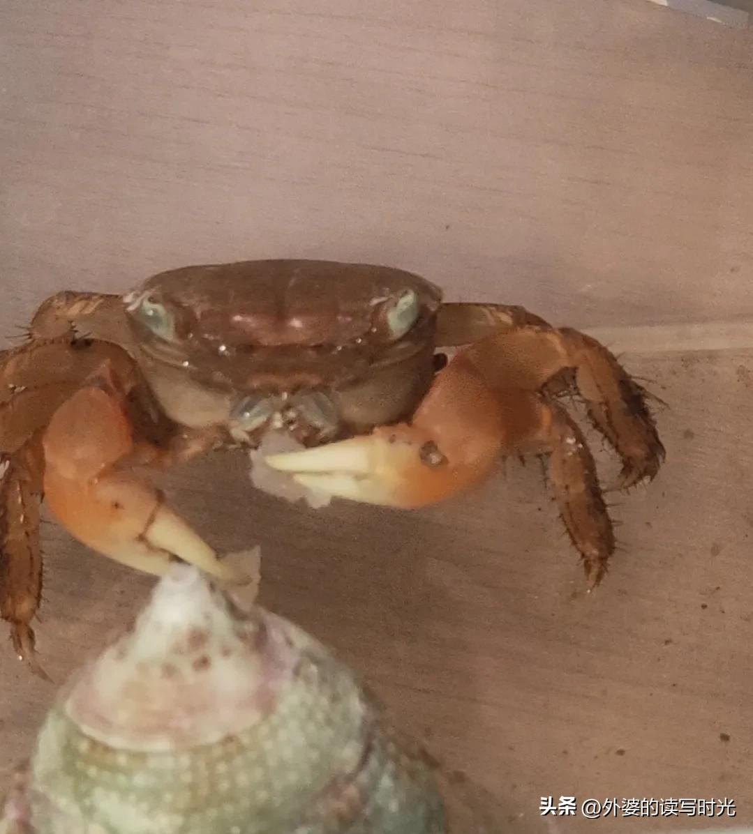 养宠物越来越多的现象,小朋友养宠物的利与弊