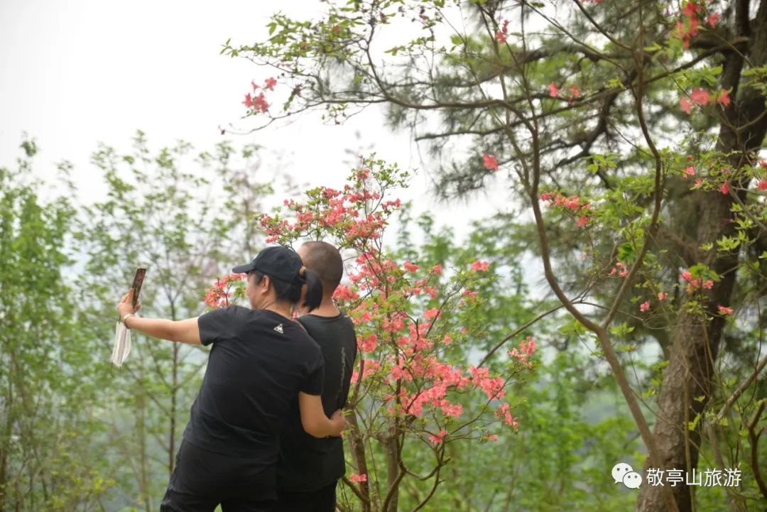 有一种春光叫杜鹃花,春天漫山遍野的杜鹃花开