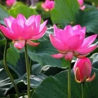 为什么你不你预留部分钱来购买营养物质呢？