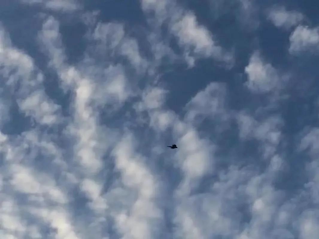 老家的香椿树的味道,老家的香椿树歌曲