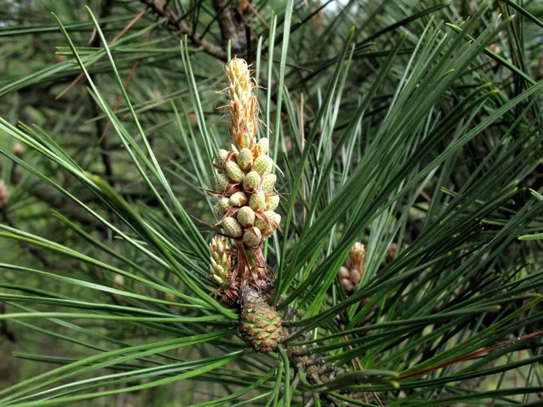 四明山华顶杜鹃,浙东华顶杜鹃群落