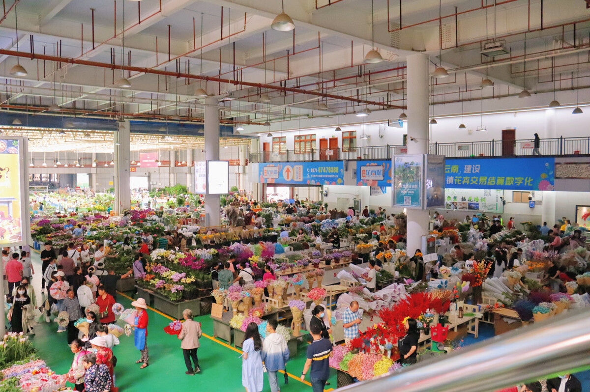 春节去云南哪里游玩有特色,春节除了云南还有哪里好耍