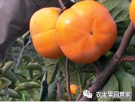 优质果树苗木品种介绍,最好的新品种苹果苗木