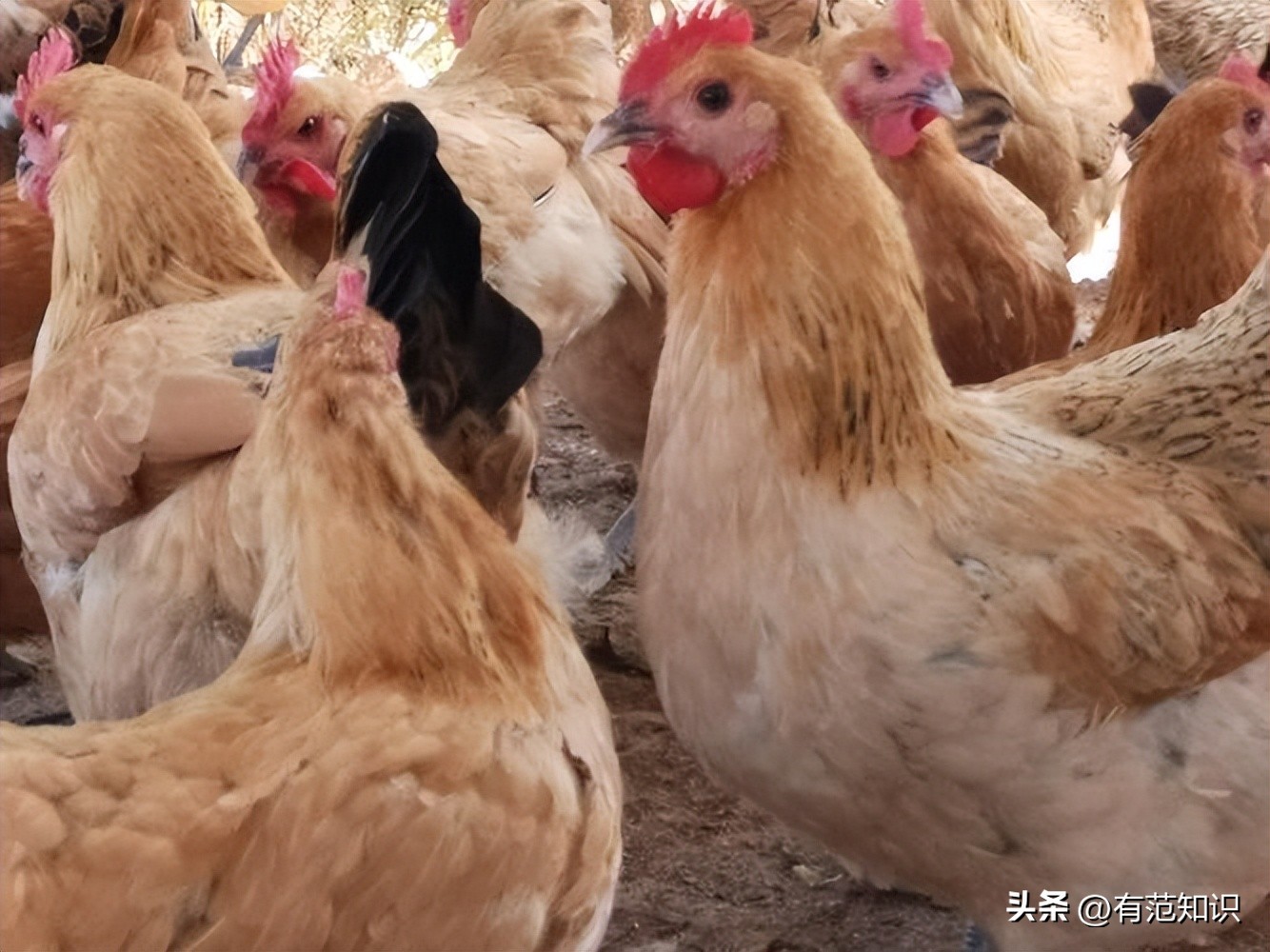 湖南小伙5000亩地养10只鸡,湖南小伙5000亩地只养十只鸡