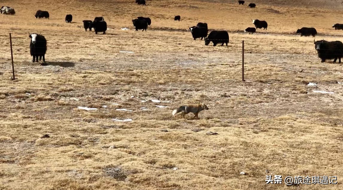 除了大海还有哪里美丽,川西必去和不去推荐