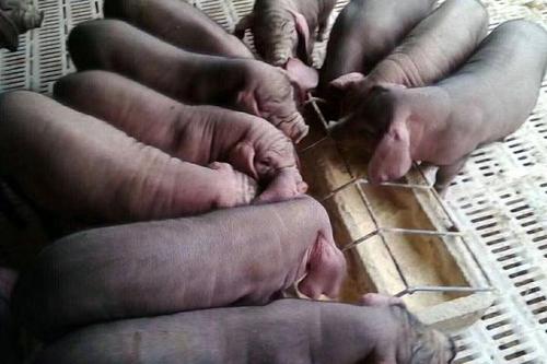 不同窝的猪打架怎么办,猪合群打架咋办