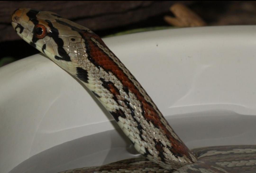 「原来欧洲有这么多种蛇？！」偷师卡塞尔的豢龙大师·下