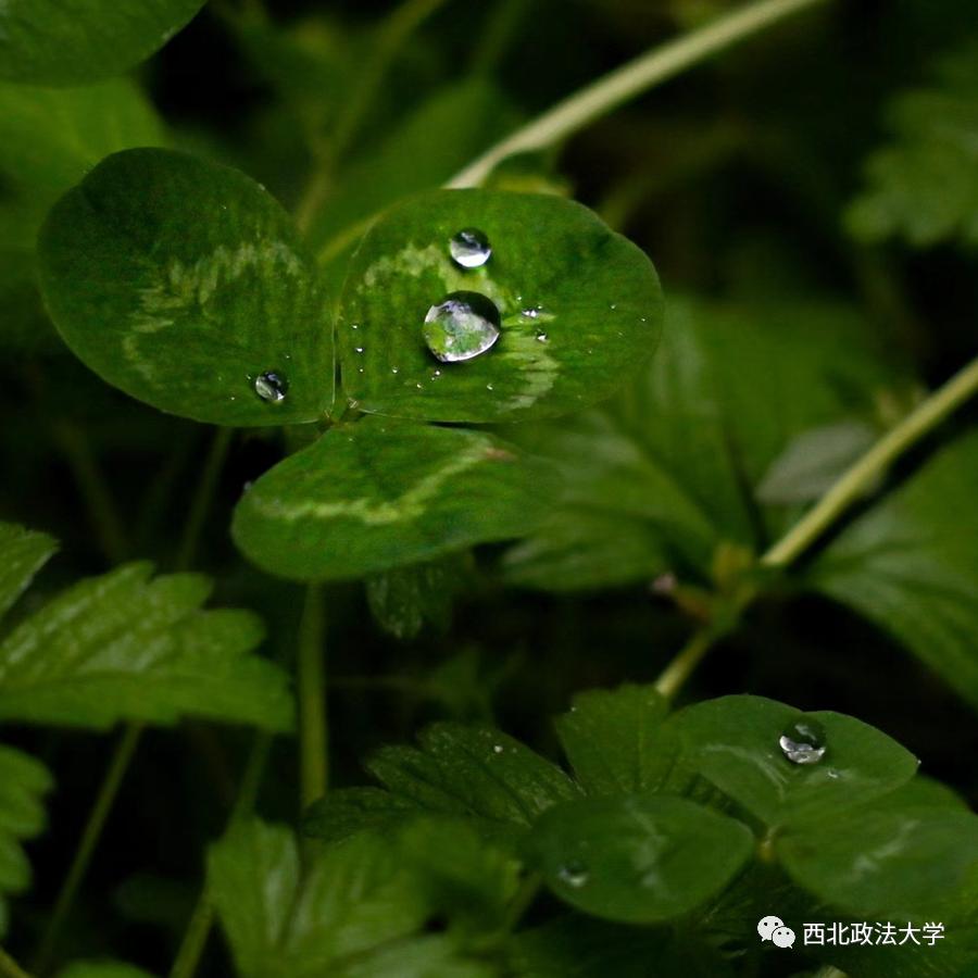 西法大到底是什么,西法大是什么意思网络用语