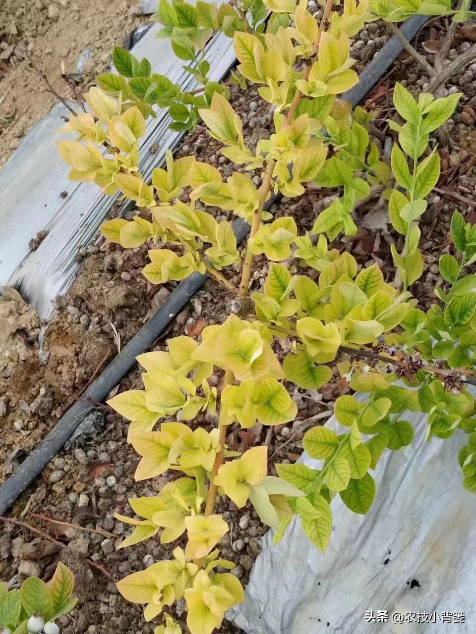 蓝莓黄叶几个月了还有救吗,蓝莓叶脉失绿发黄怎么办