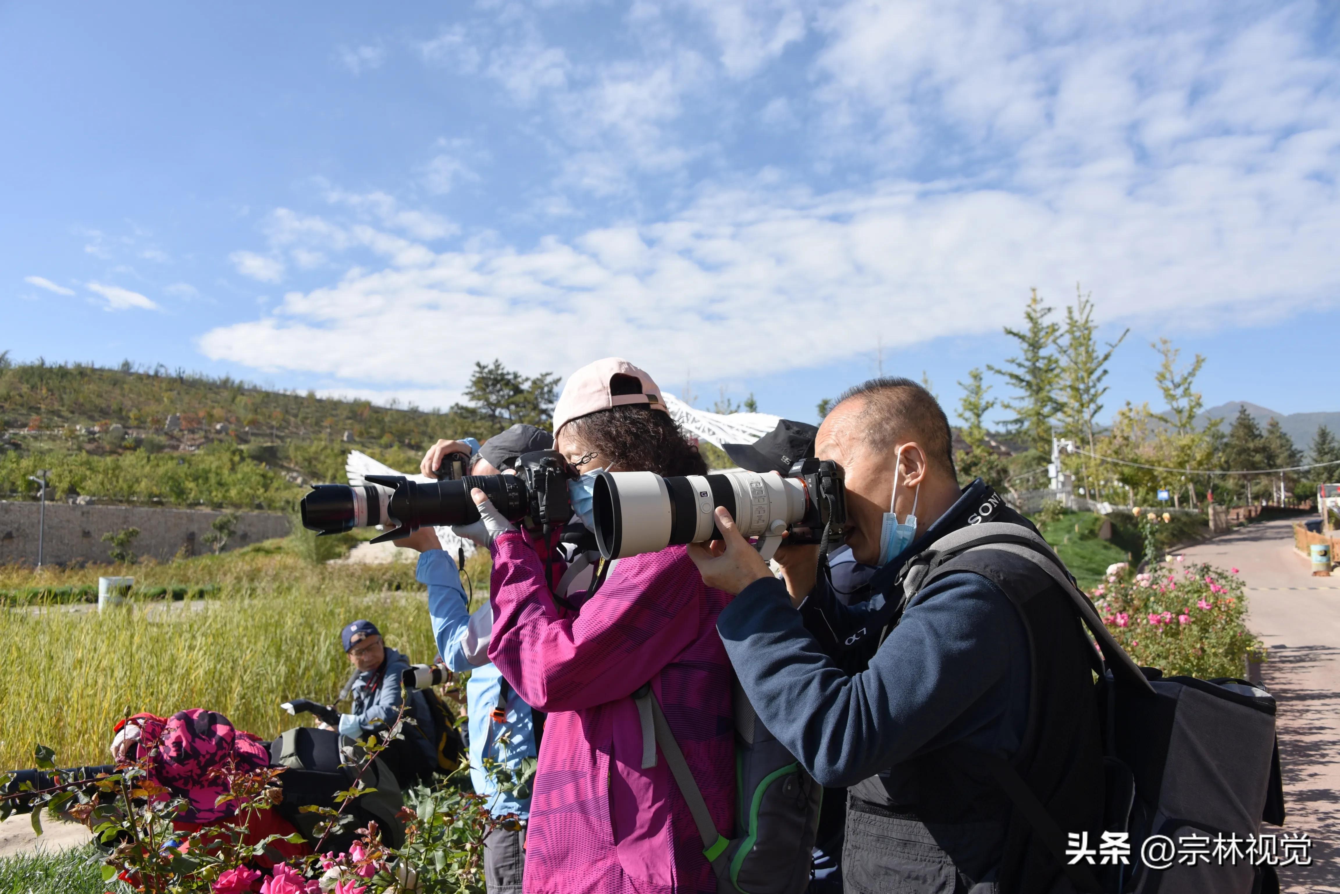蓝天白云花海摄影高清图,蓝天白云花田滤镜搭配