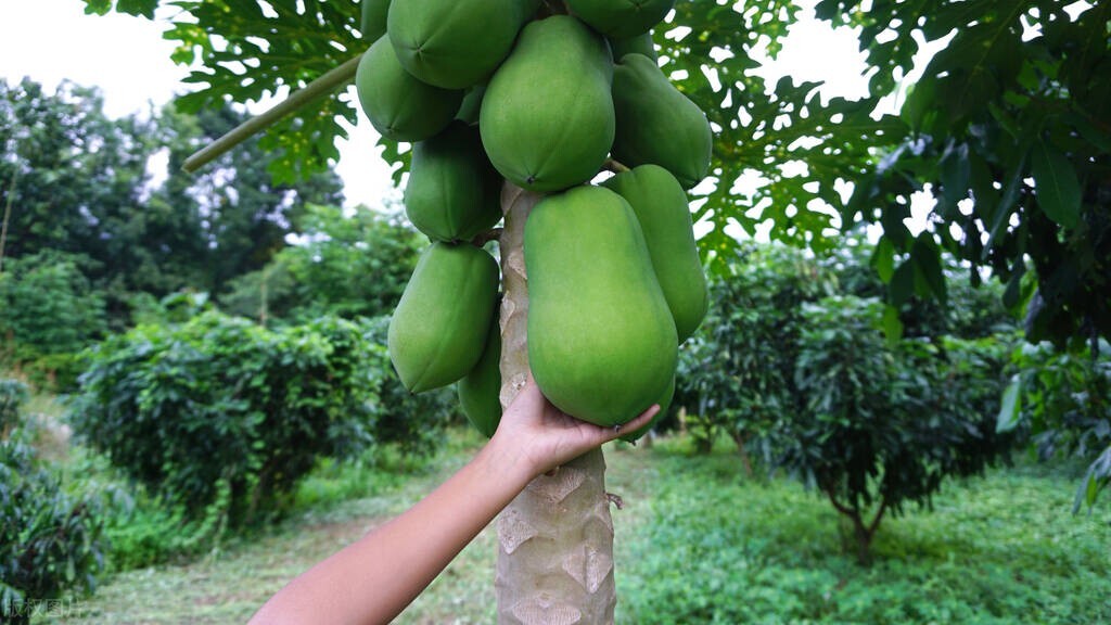 吃哪些蔬菜水果对心脏有好处,降血压保护心脏的水果和蔬菜