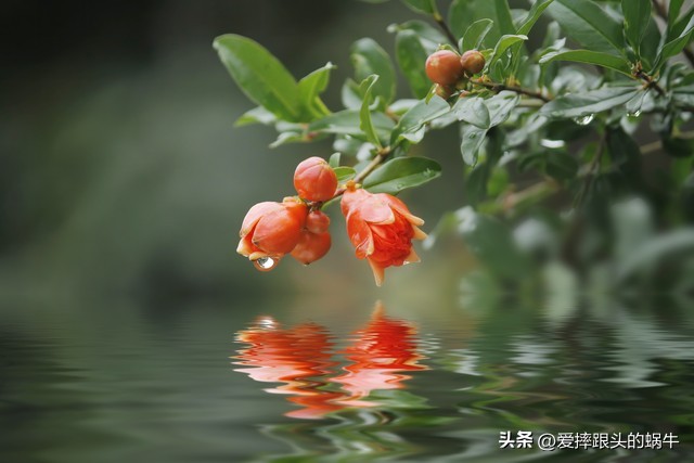石榴花壁纸生如夏花,石榴花盛开的夏天