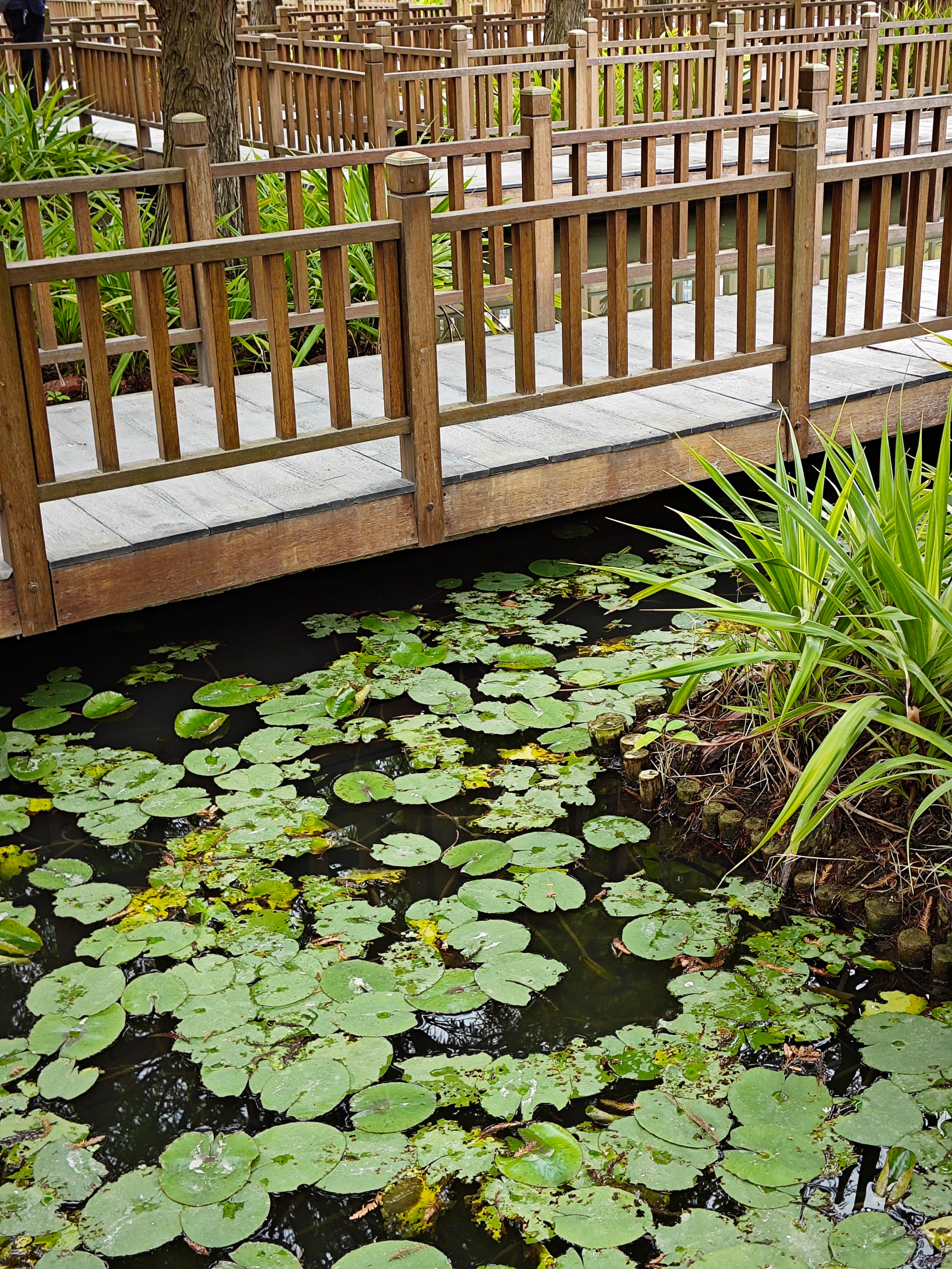 厦门南湖公园落羽杉红了吗,厦门园博园落羽杉