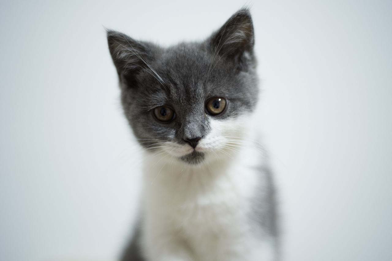 猫咪肉垫干裂严重涂什么,猫咪的肉垫需要护理吗