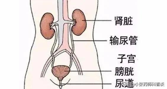 治尿路感染呋喃妥因,反复发作尿路感染能吃呋喃妥因吗