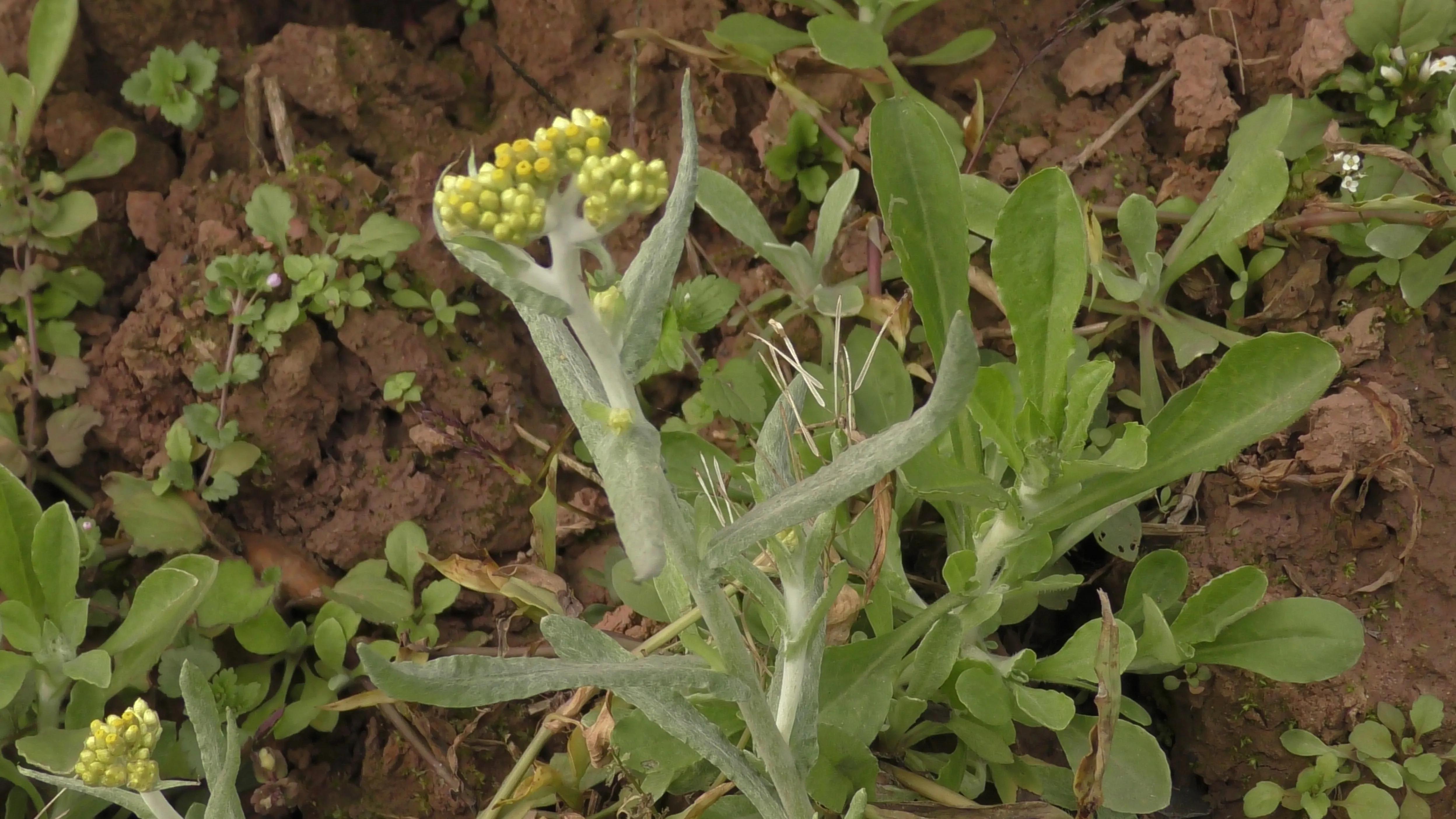 清明草野菜,农村野菜清明草