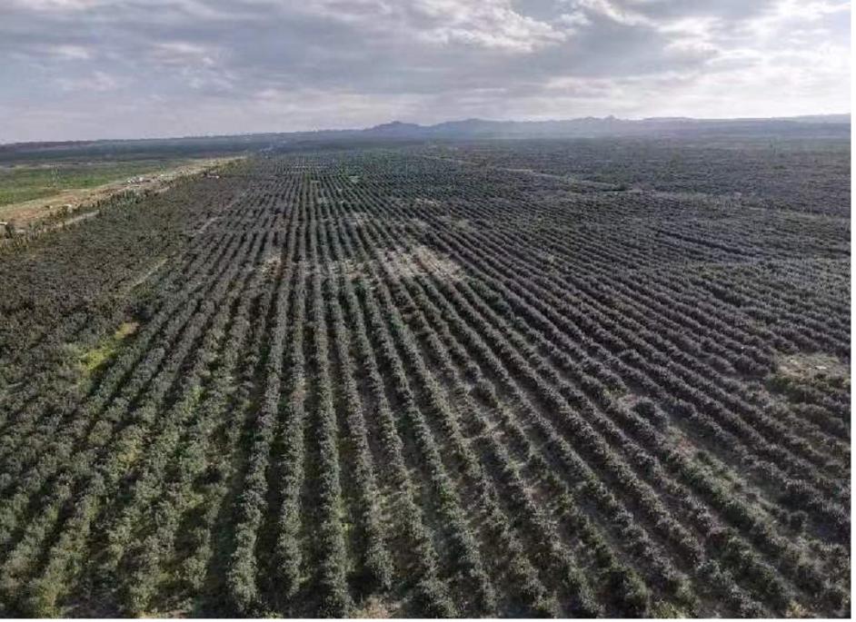 小果子背后故事,小果子销售