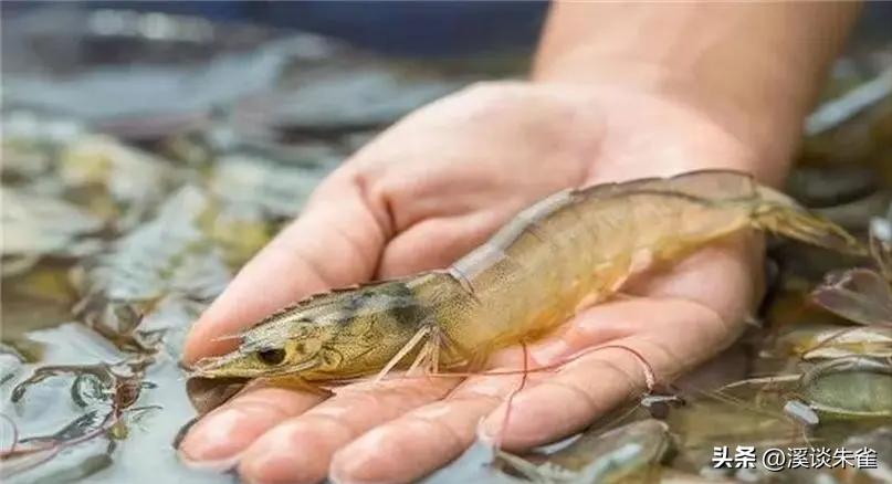 白斑病毒对对虾的影响,白对虾白斑病毒