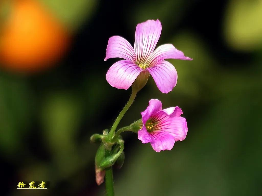 酢浆草黄色大花,类似酢浆草的野花叫什么