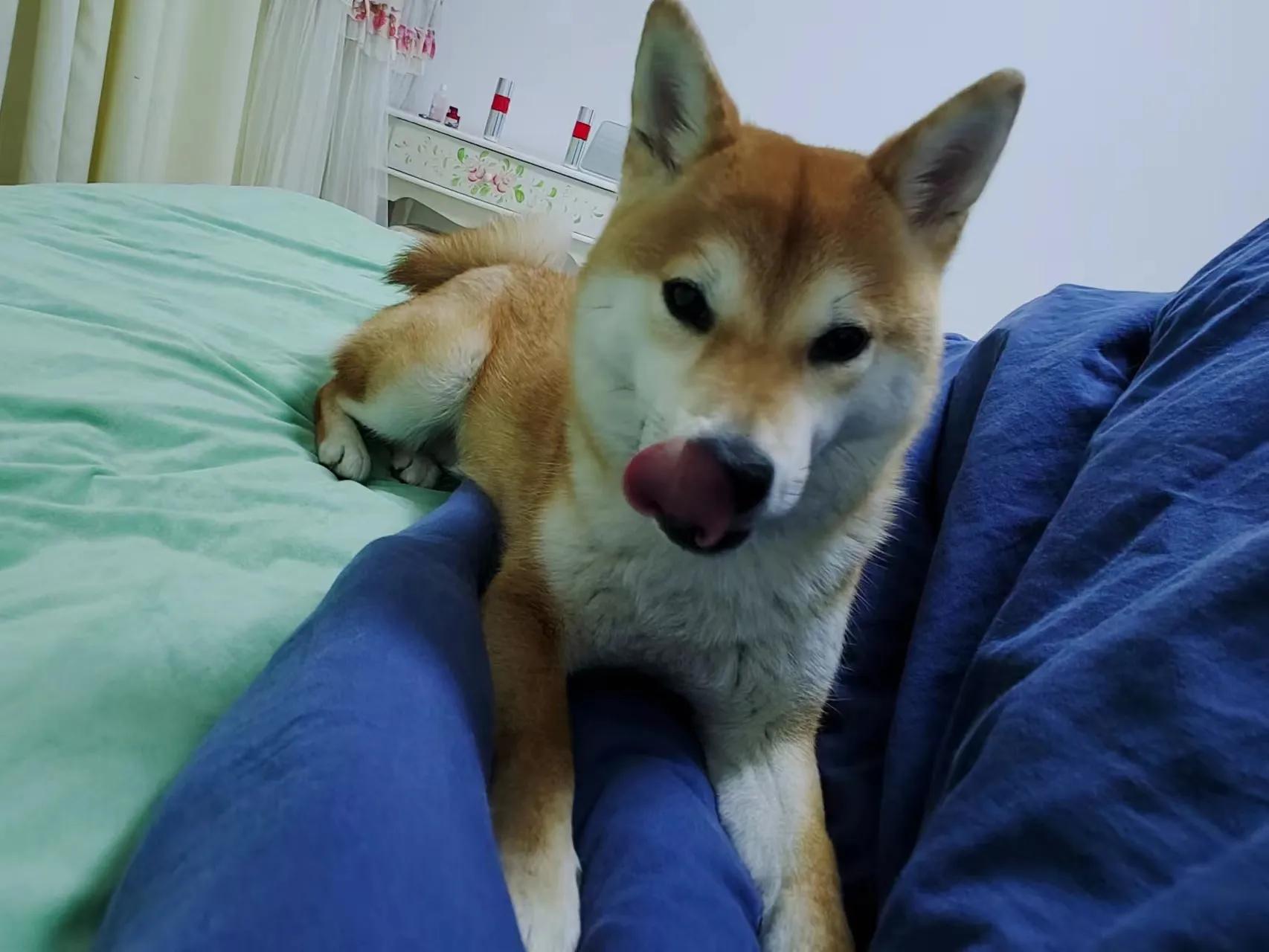 猫狗可以一起养吗,适合猫狗同养的狗