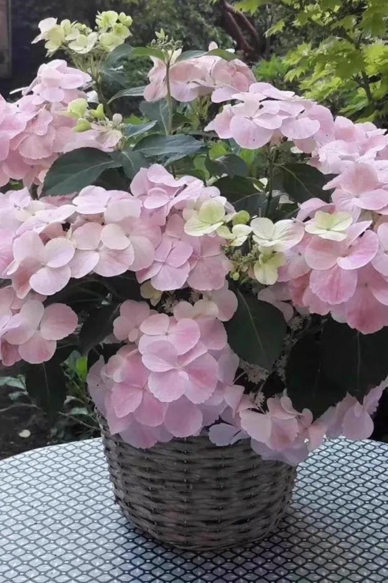 绣球花粉色落跑新娘能不能调色,落跑新娘绣球花爆花效果