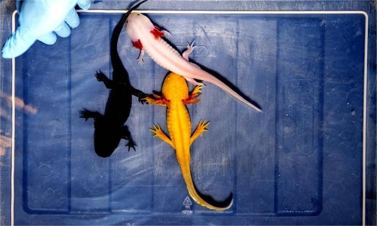 人类有能力复活恐龙吗,人类拥有自愈能力吗