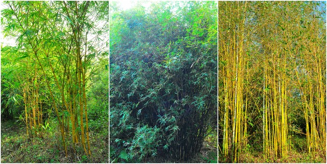 解决了“郁闷”,瘀堵就好了一大半!