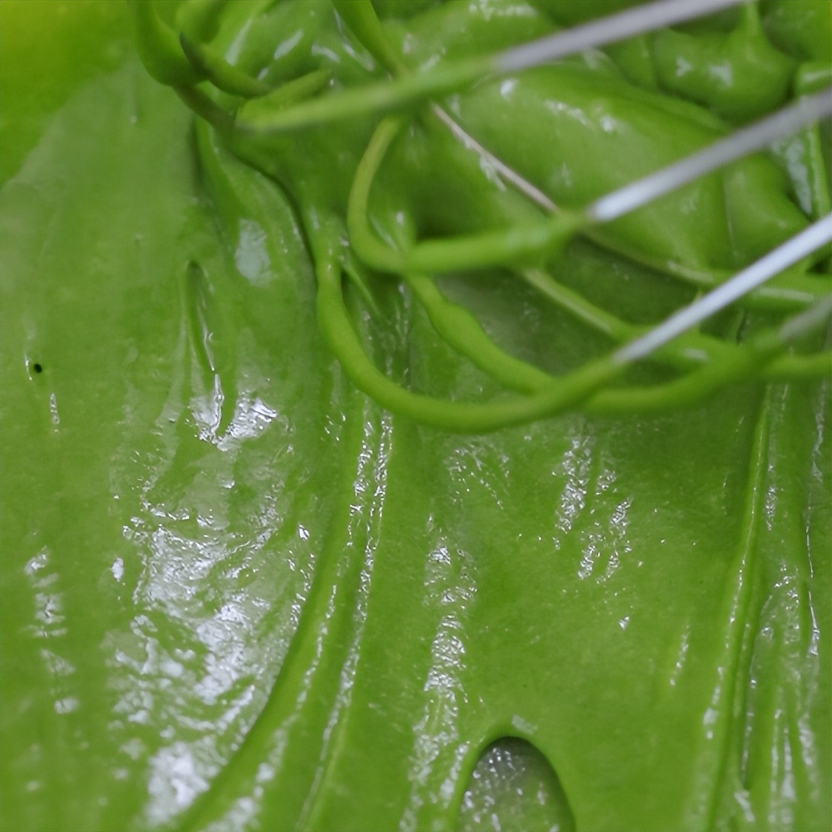 记住这个重点,蛋糕糊做好摆上半小时,依然蓬松暄软不消泡