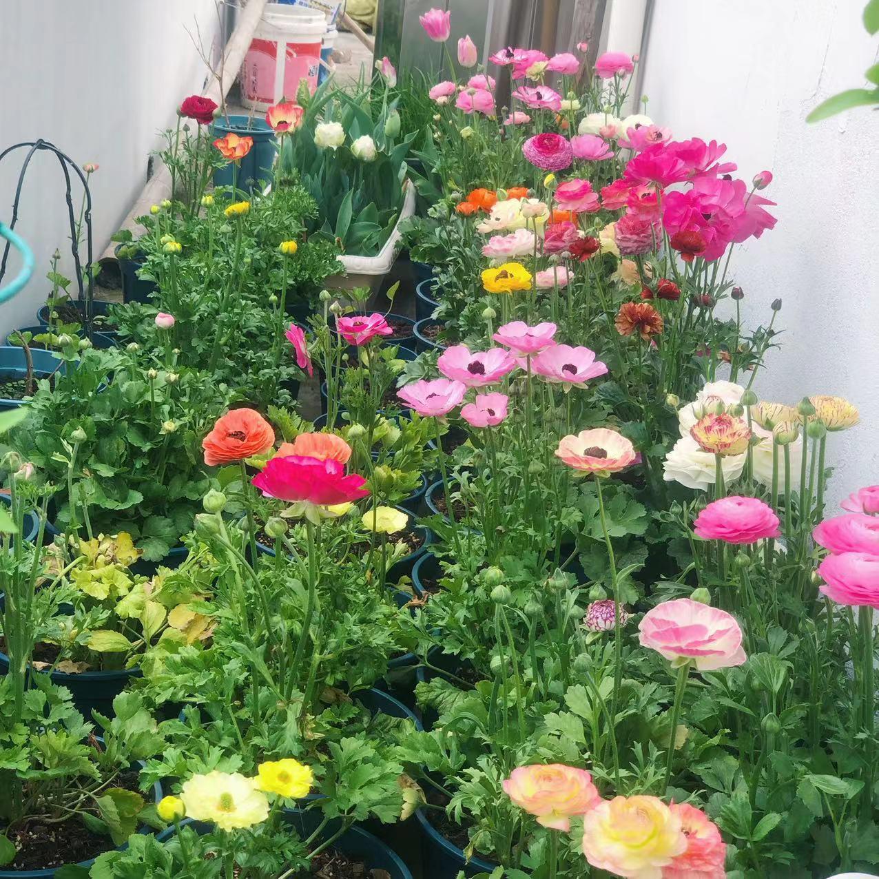 植物的叶子变黄了,植物色彩的多样性原因及图片