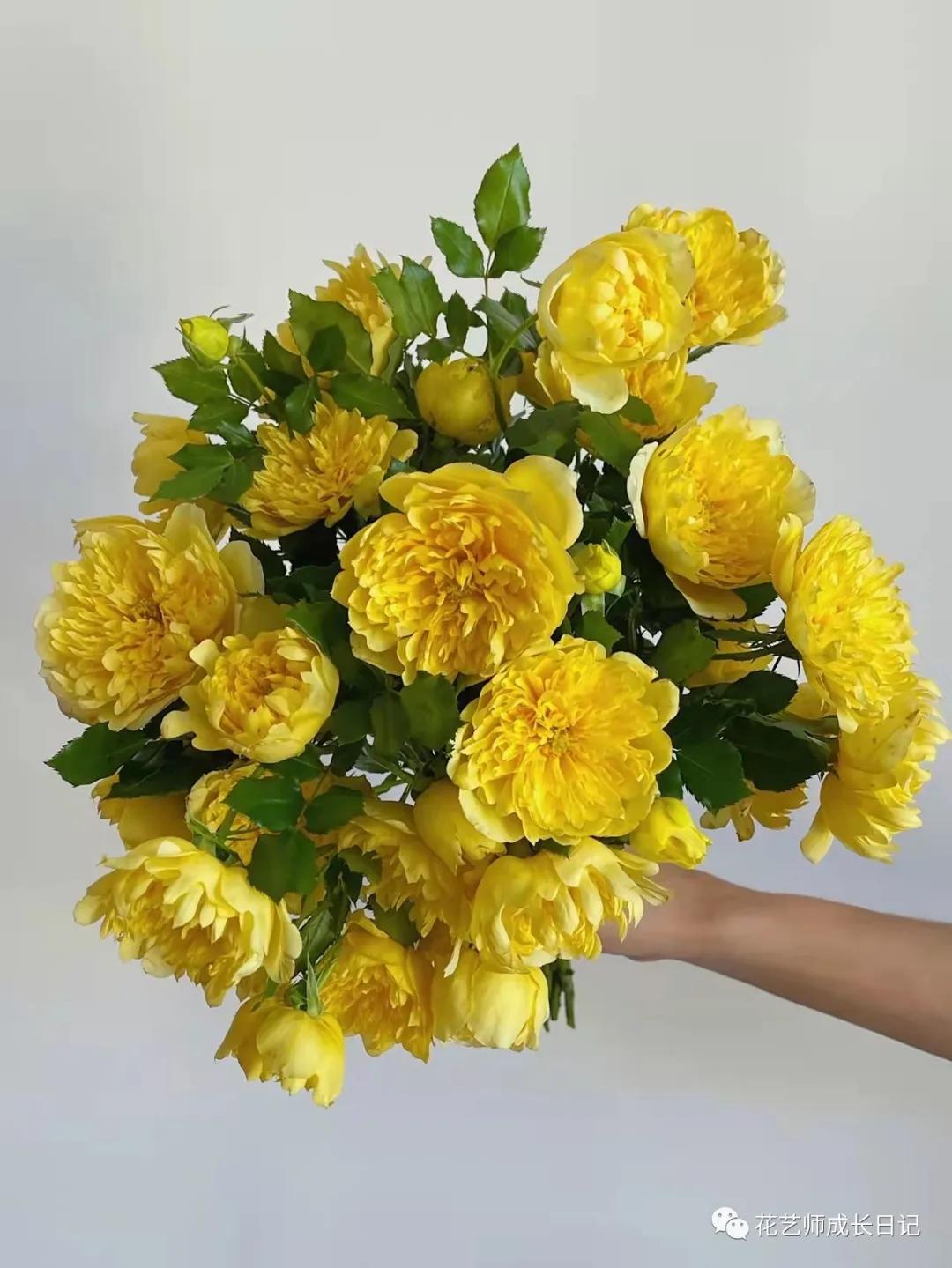 100朵玫瑰vol.50|烟花波浪玫瑰，菊里菊气，花开如烟火