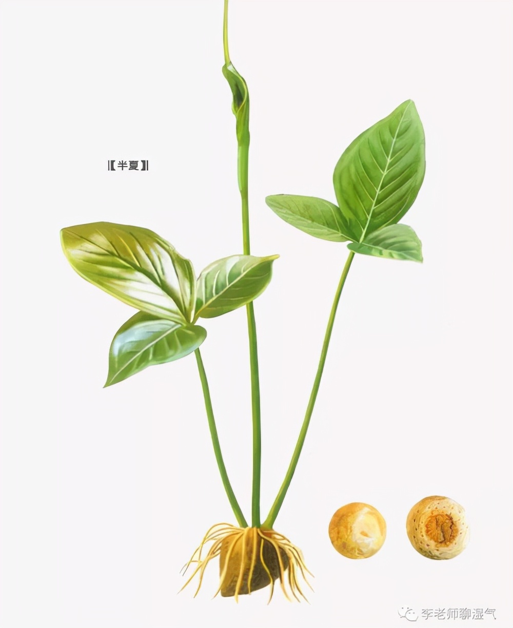 带你识中药,半夏厚朴汤中药