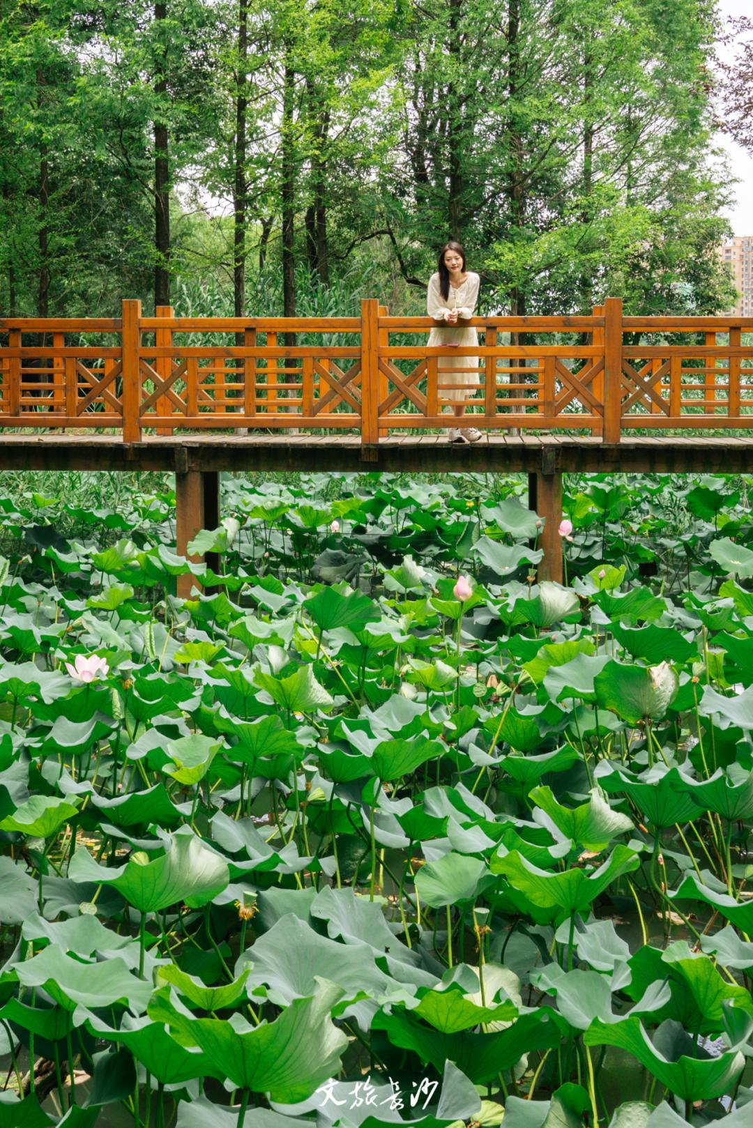 长沙赏秋去哪里,长沙第一波赏荷地图