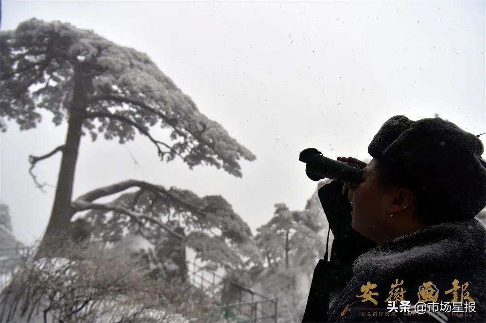 黄山迎客松守松人胡晓春,胡晓春黄山迎客松的守护者