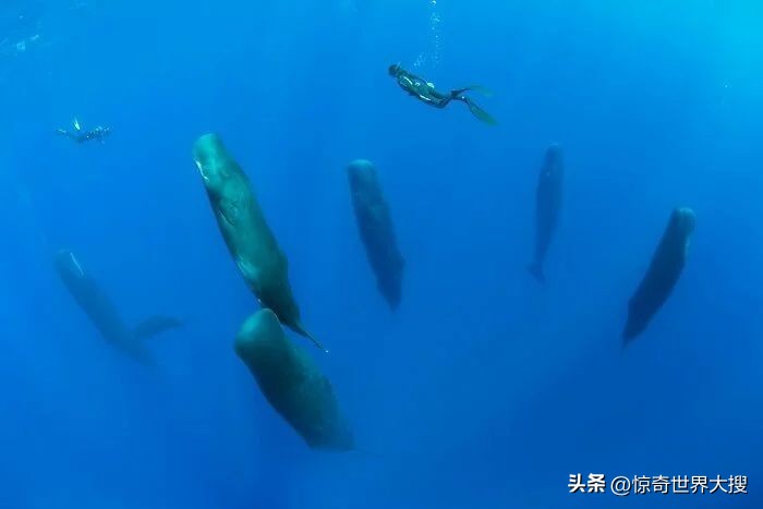 深海恐惧症最怕的100张图,深海恐惧症超长照片