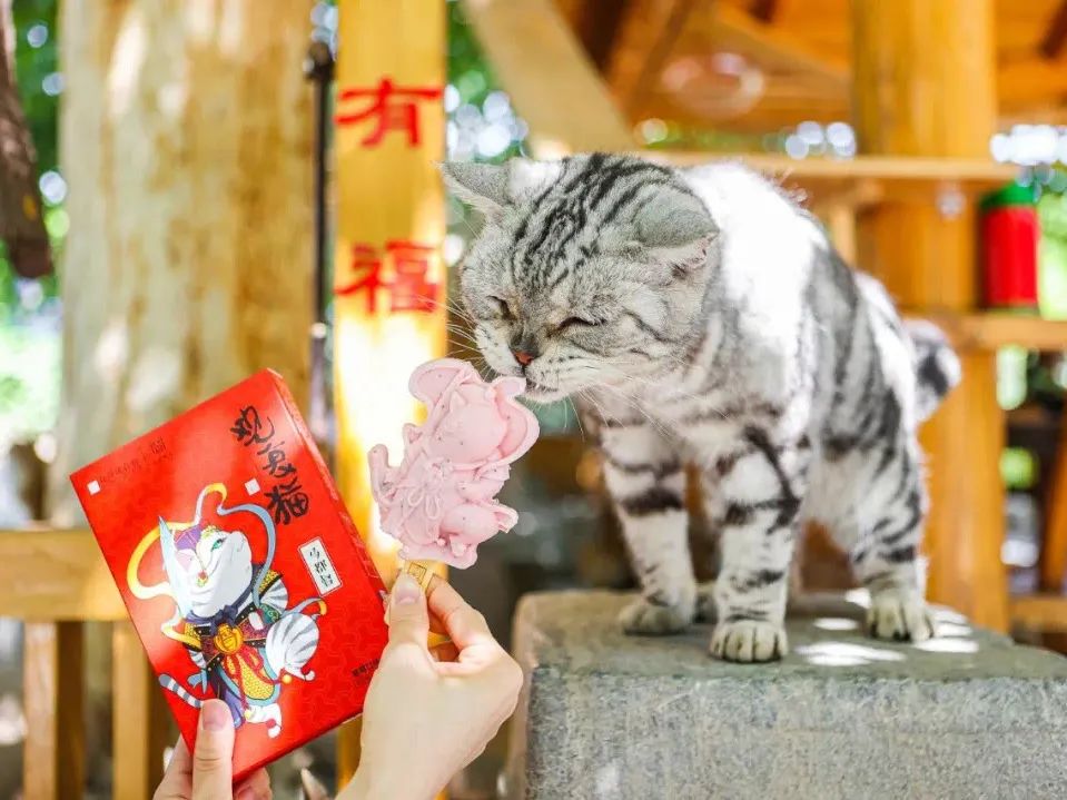 观复猫说过年抽奖,观复猫过年说