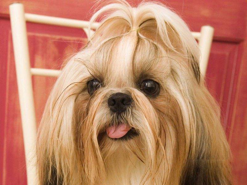 宠物狗哪种比较好养不叫,什么宠物狗最好养又听话不拆家