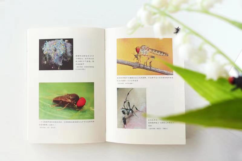 果蝇、蚊子、食虫虻……这些双翅目昆虫的成功秘籍改变我们看待自然的方式