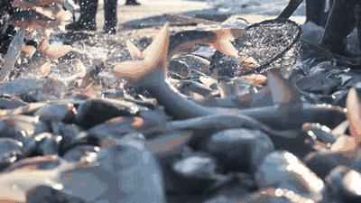 东北人都不爱吃鱼吗,南方人都很会吃鱼