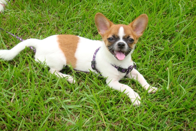 吉娃娃挤肛腺的方法,吉娃娃肛周肿大